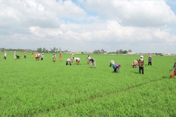 Tích tụ, tập trung đất đai – Phát huy nguồn lực từ đất (22/7/2020)